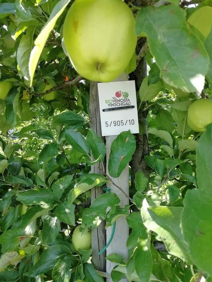 Gasthaus Weisskugel 호텔 말레스베노스타 외부 사진